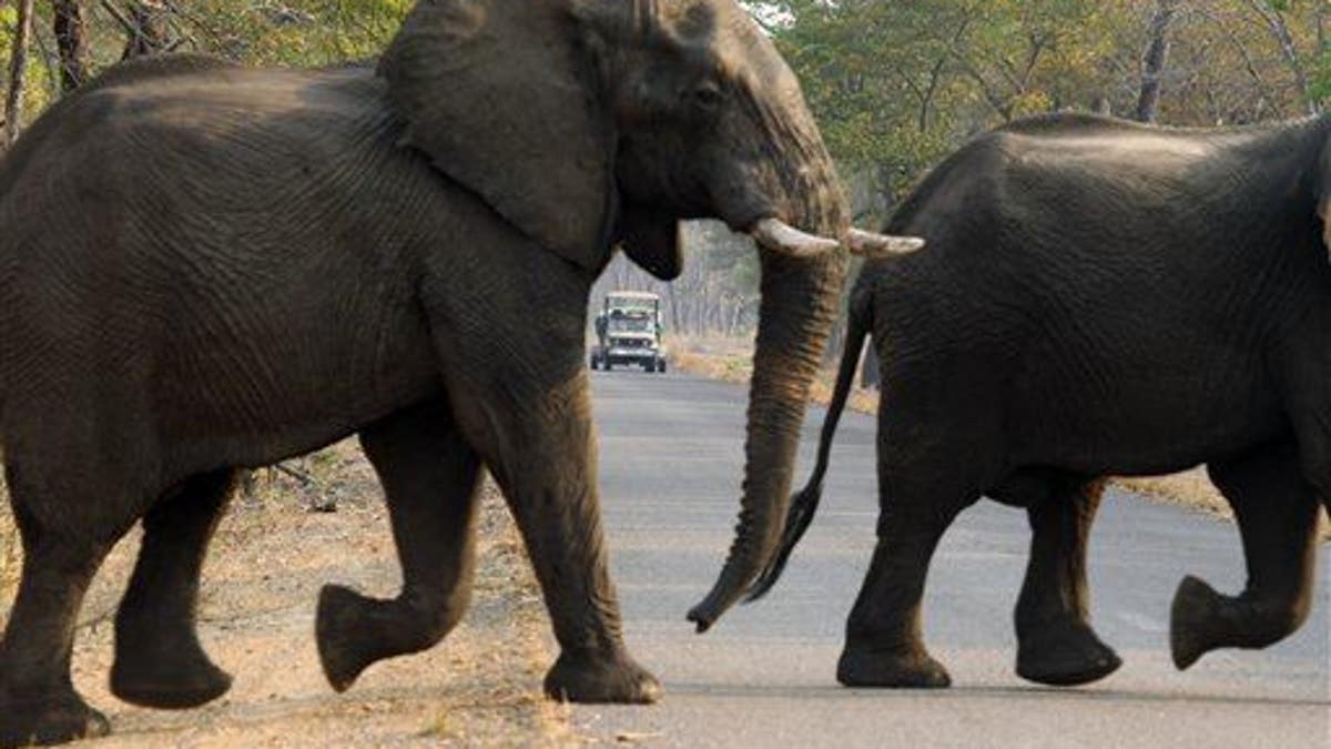 Zimbabwe Elephants Poisoned
