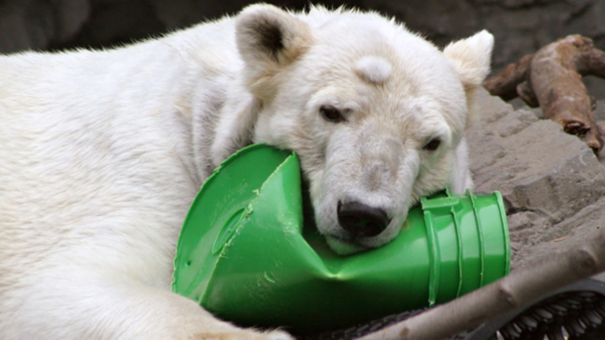 Polar Bear Dies