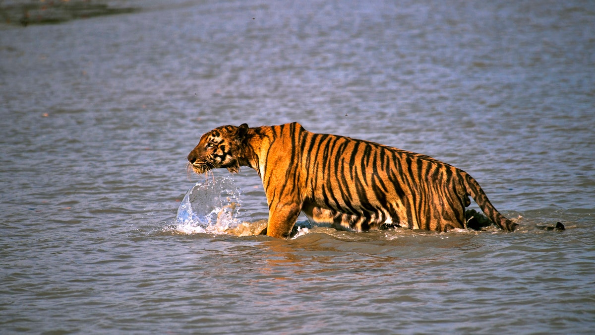 India Tigers Attack