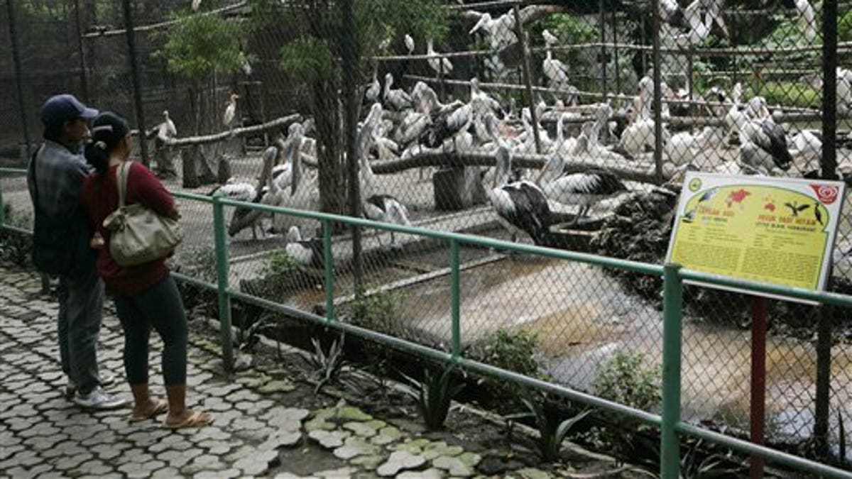 Indonesia Nightmare Zoo