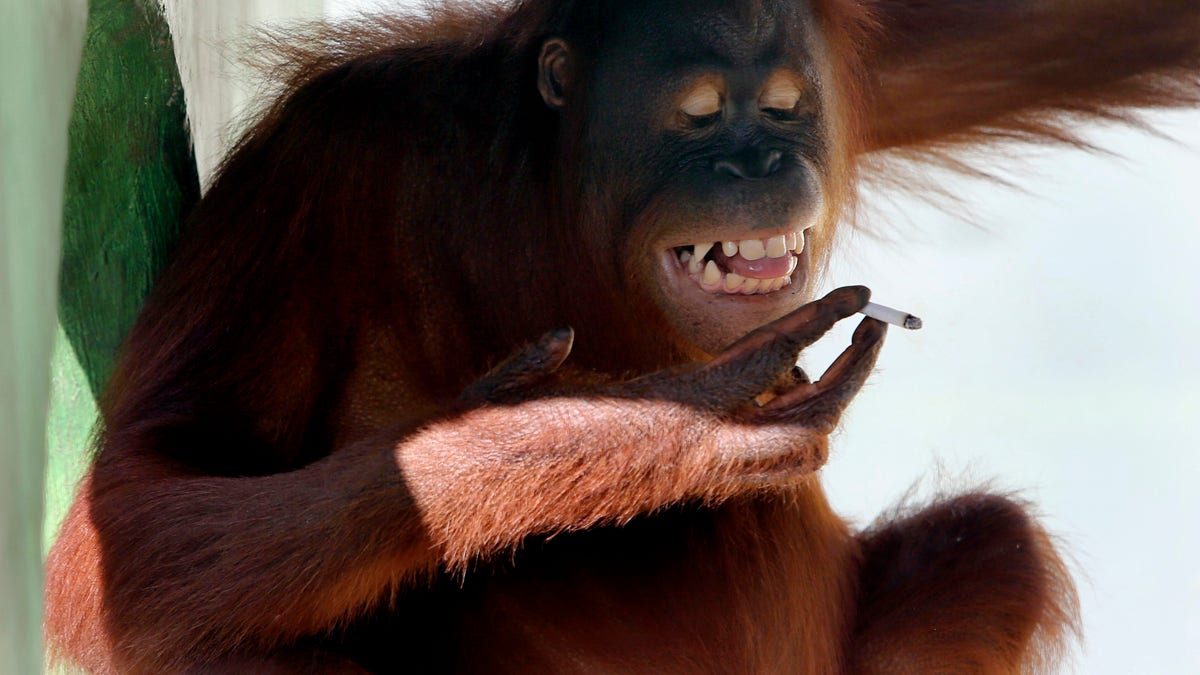 Indonesia Smoking Orangutan