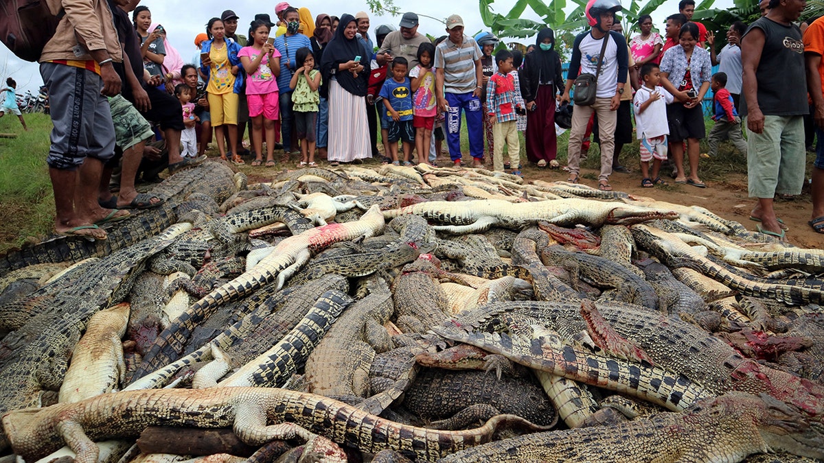 Indonesia crocodiles Reuters