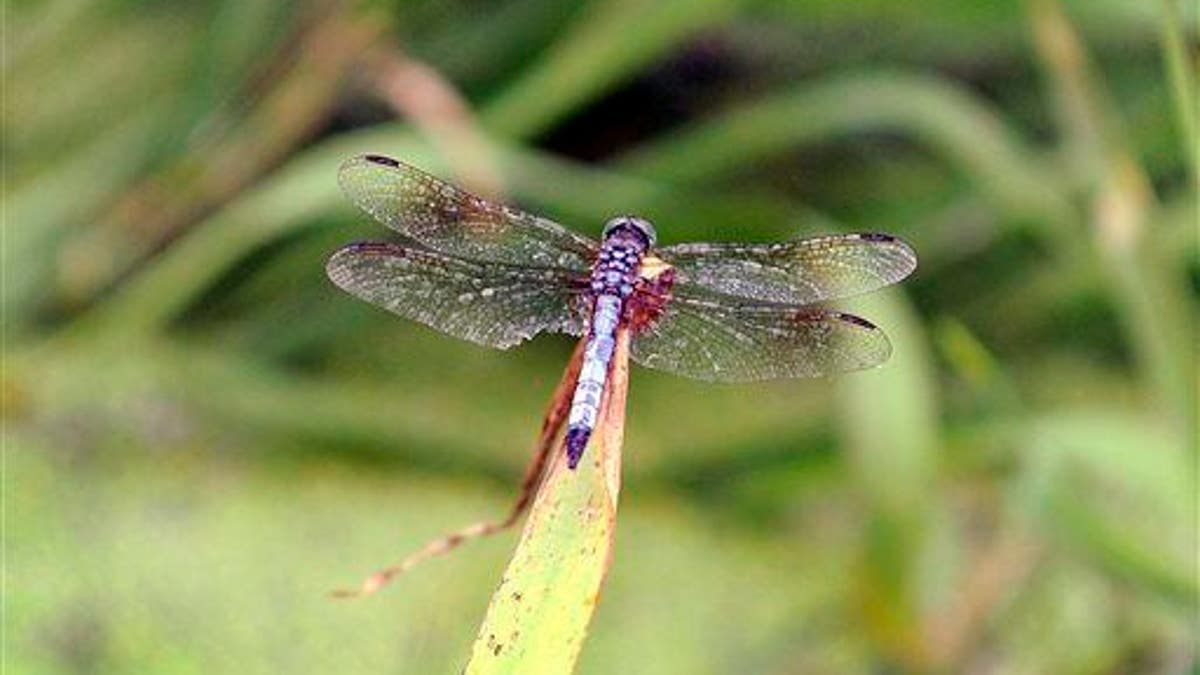 A Dragonfly sits on pond grass while at Glenmere Park in Greeley, Colo., Monday, July, 14, 2014.
