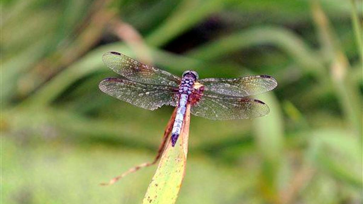 A Dragonfly sits on pond grass while at Glenmere Park in Greeley, Colo., Monday, July, 14, 2014.