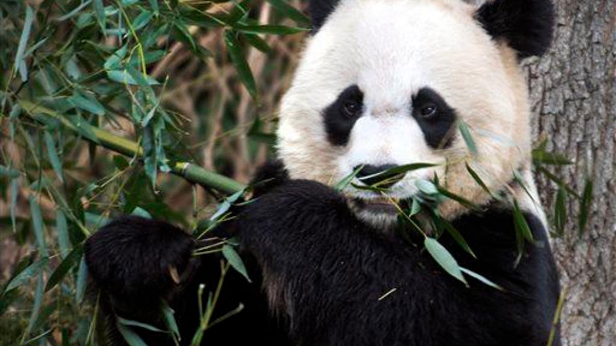 50f5b4c5-National Zoo Panda