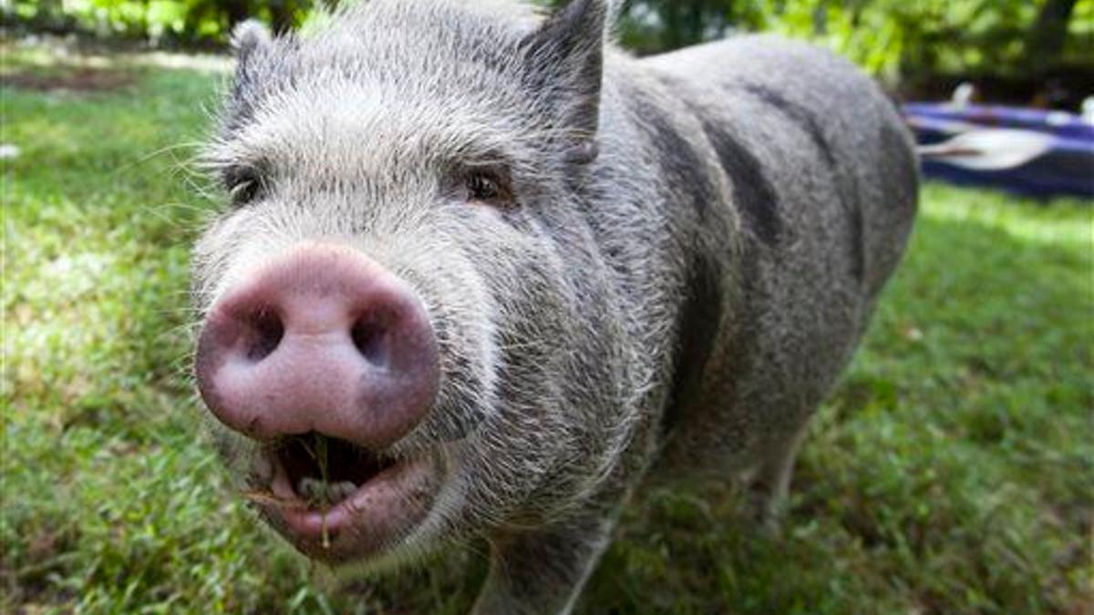 Backyard Farm Animal Crackdown