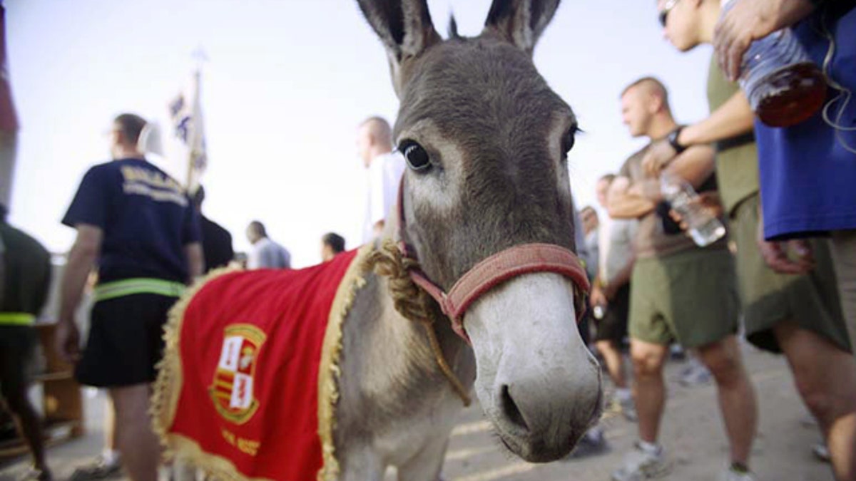 Iraqi Donkey
