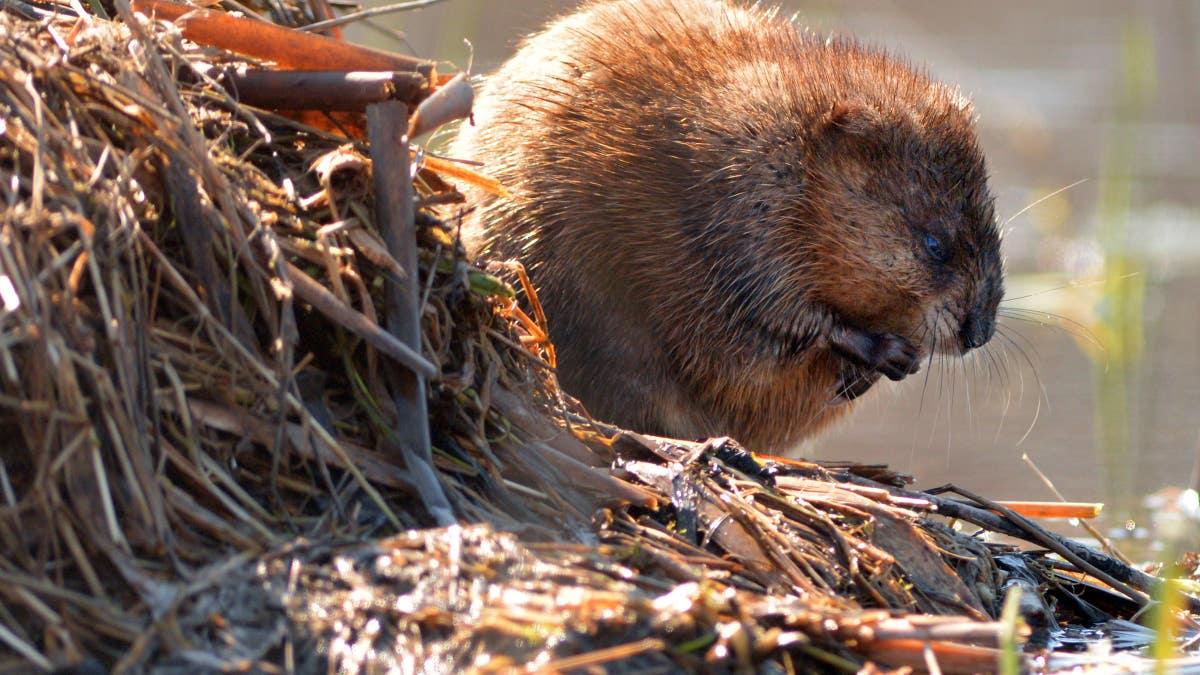 Exchange Wabash River Beavers