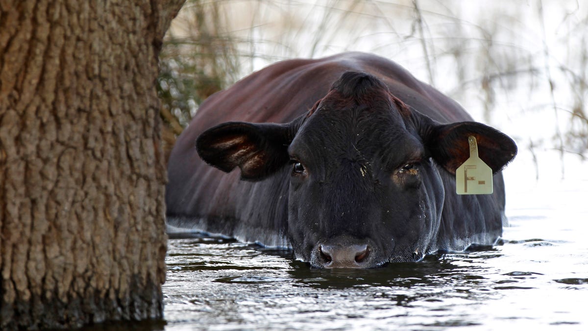 Isaac Flooded Cattle Ranchers