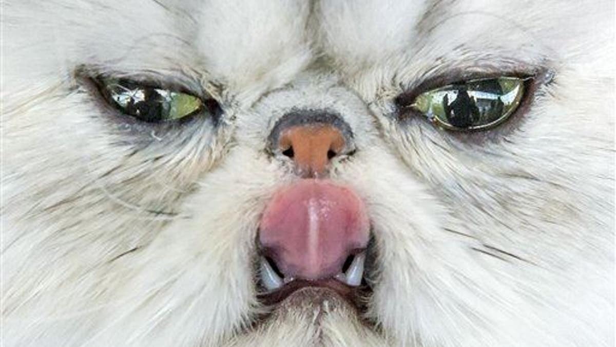 Europe Africa Week In Pictures