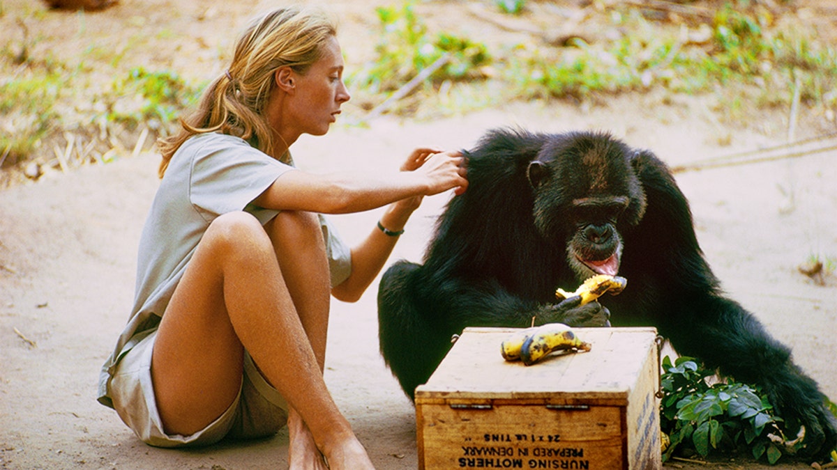 National Geographic Jane Goodall 1