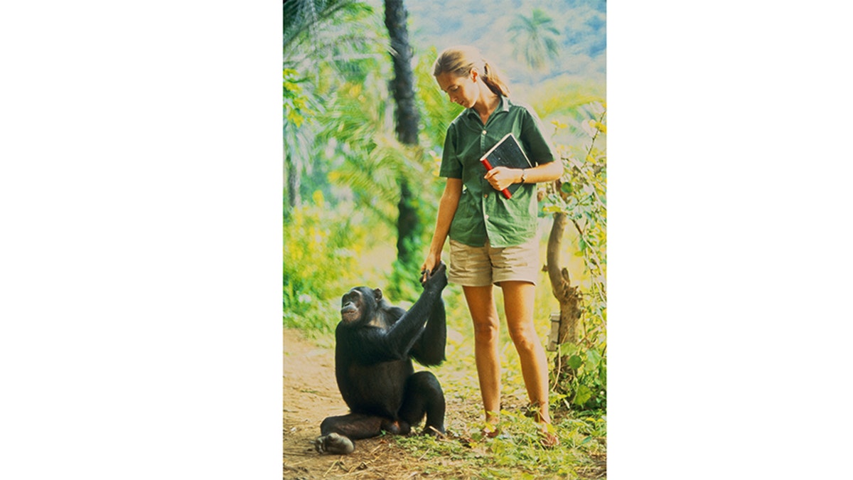 National Geographic Jane Goodall 2
