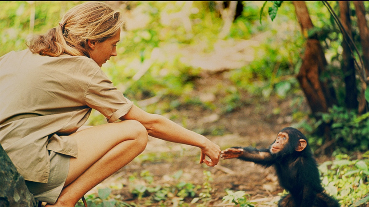 Gombe, Tanzania - Jane Goodall and infant chimpanzee Flint reach out to touch each other's hands. Flint was the first infant born at Gombe after Jane arrived. With him she had a great opportunity to study chimp developmentâand to have physical contact, which is no longer deemed appropriate with chimps in the wild. The feature documentary JANE will be released in select theaters October 2017. (National Geographic Creative/ Hugo van Lawick)
 