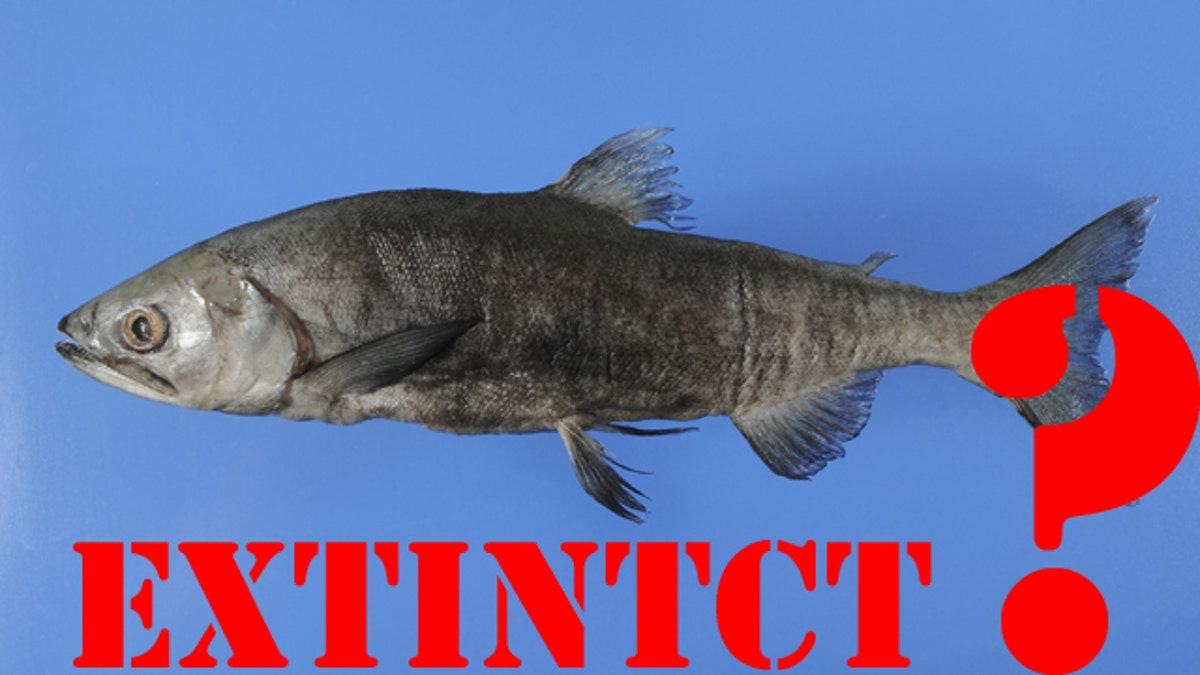 Japan Extinct Fish Found