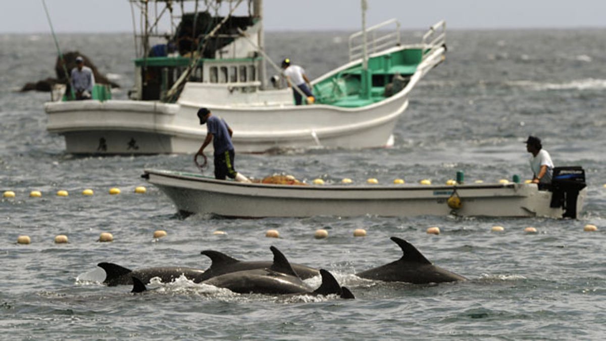 5b9089f4-Japan Dolphin Hunt