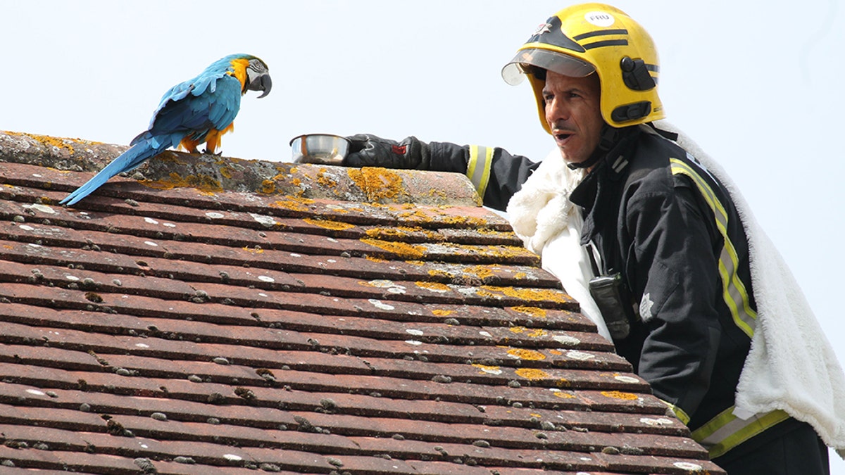 Jessie the blue macaw flew away from her North London home and landed on a nearby roof. After three days of trying to coax the bird back to the ground level, the bird's owner and the RSPCA called the London Fire Brigade for help.