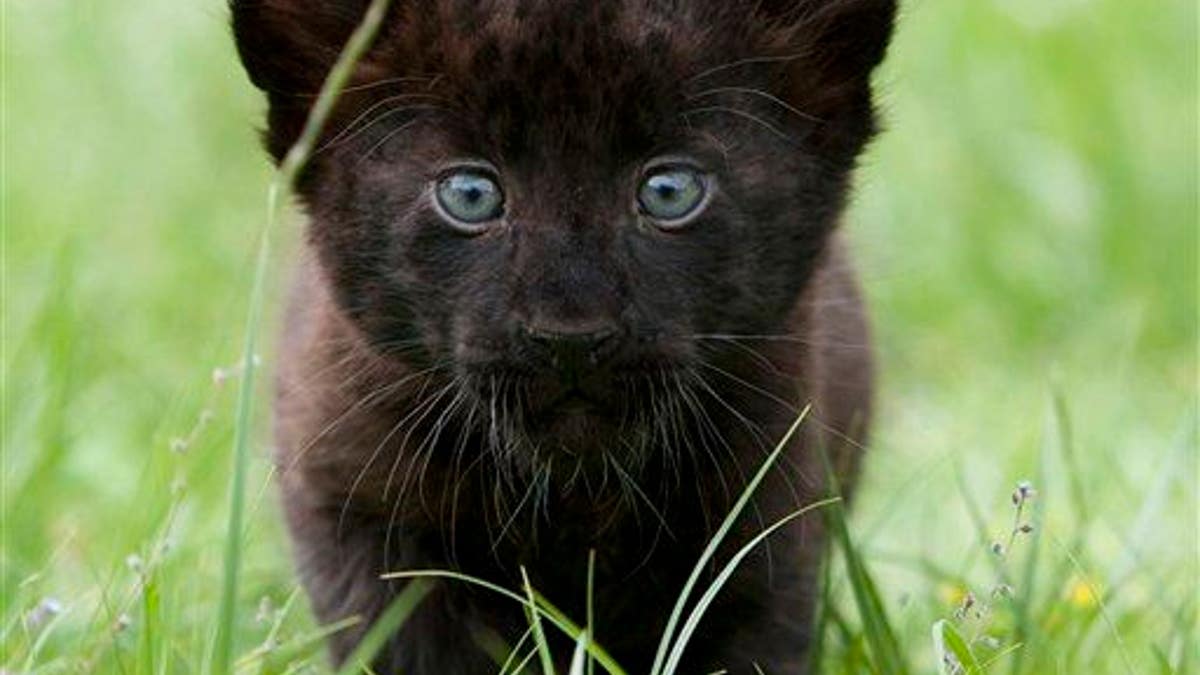 Germany Zoo Panther