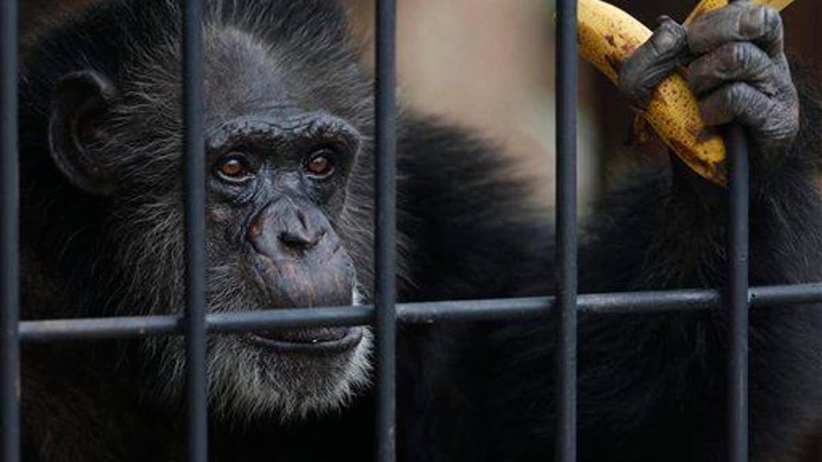 Paraguay Chimpanzees