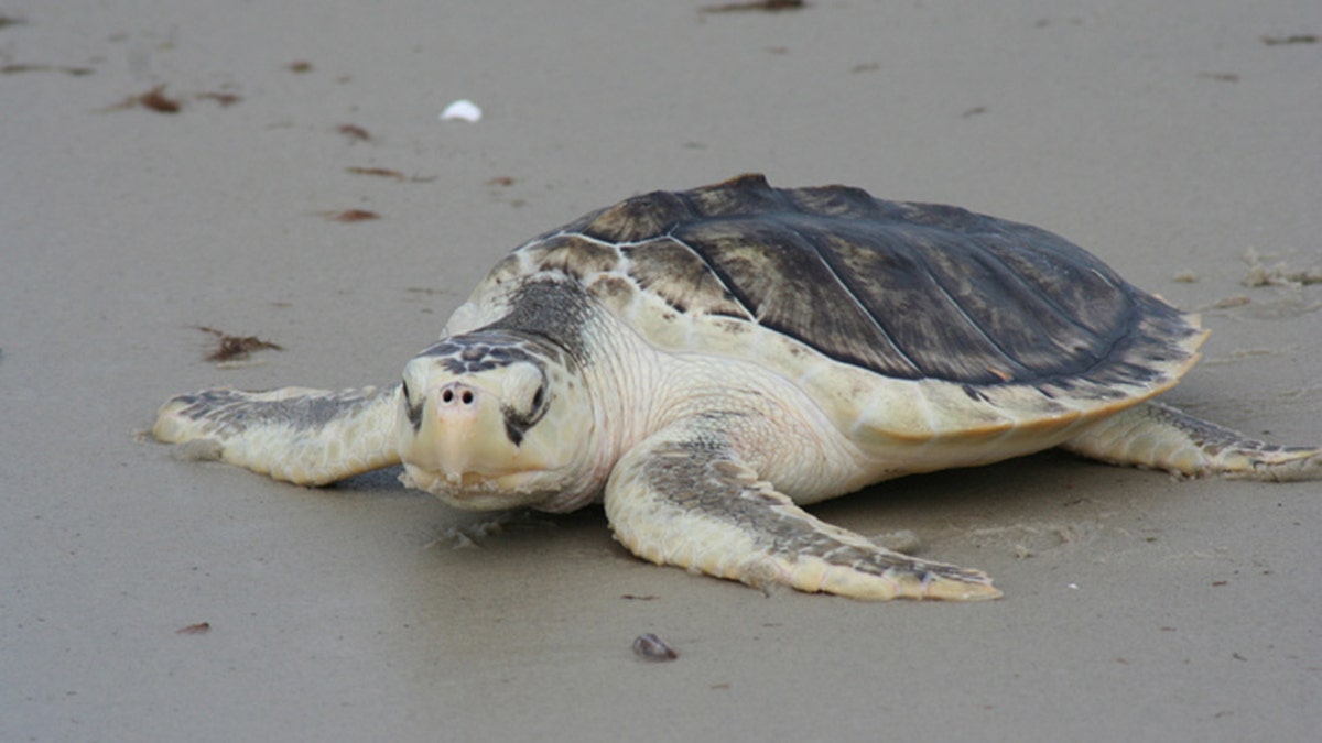 Kemp's Ridley sea turtle