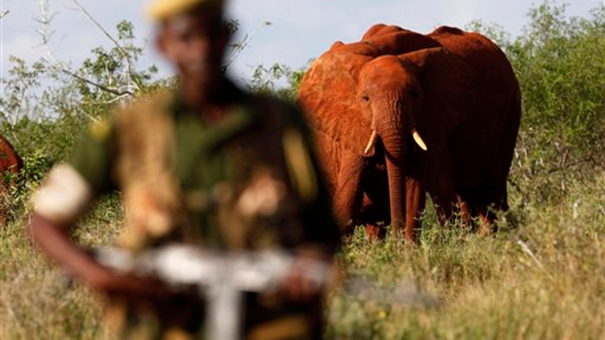 Kenya Africa Elephants
