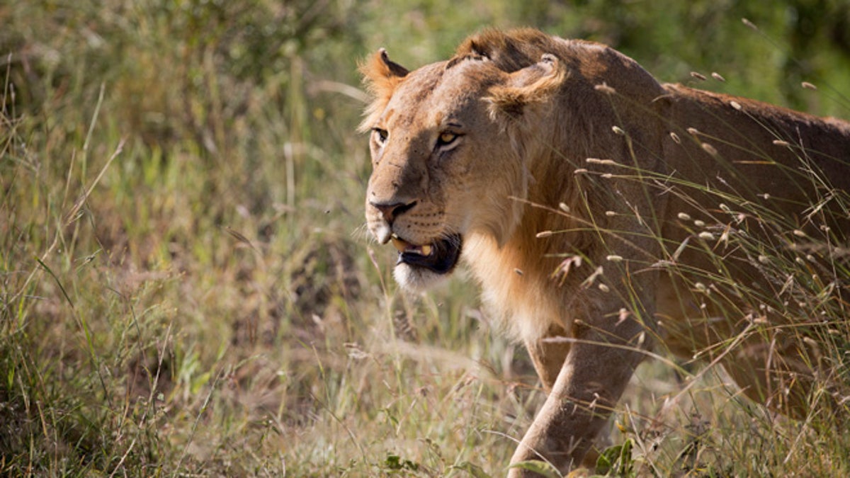 Kenya Lions Poisoned
