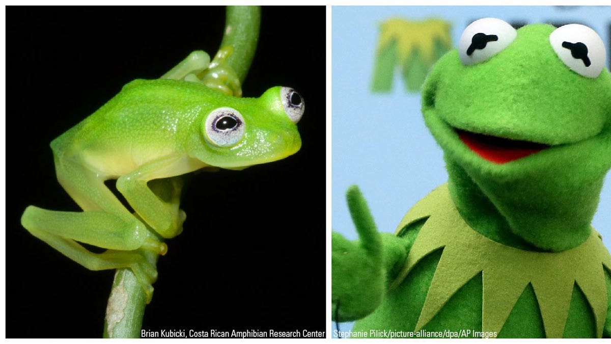 Newly discovered Costa Rican glass frog species is a Kermit look