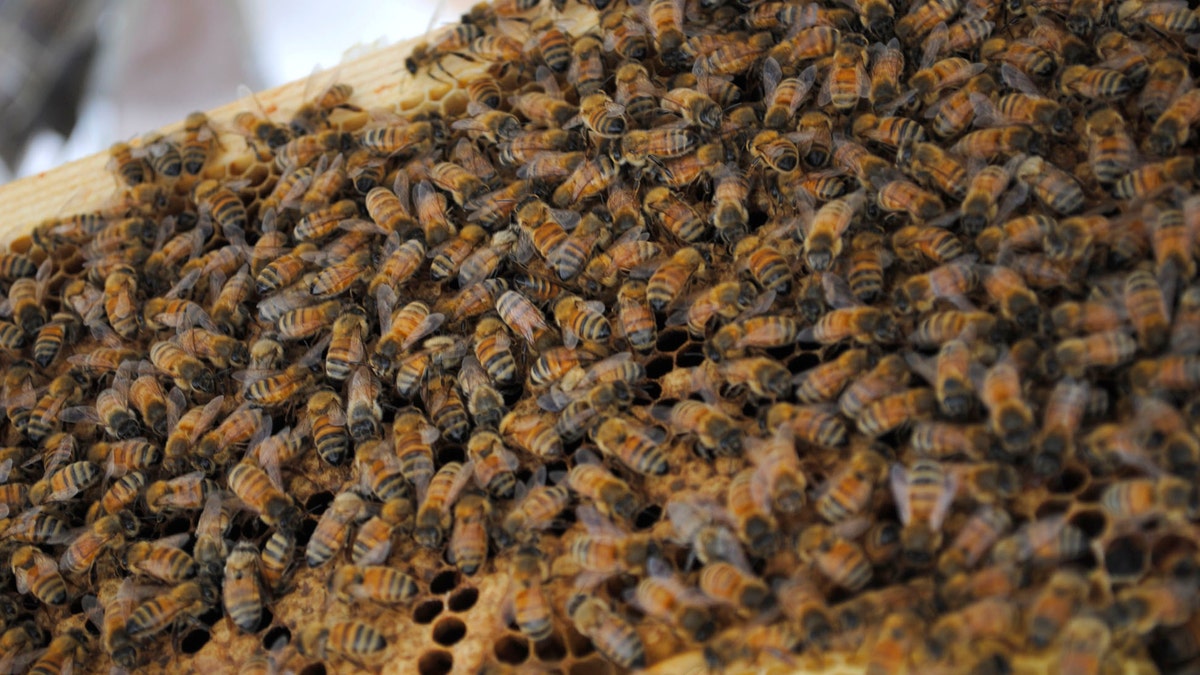 Bee Markets