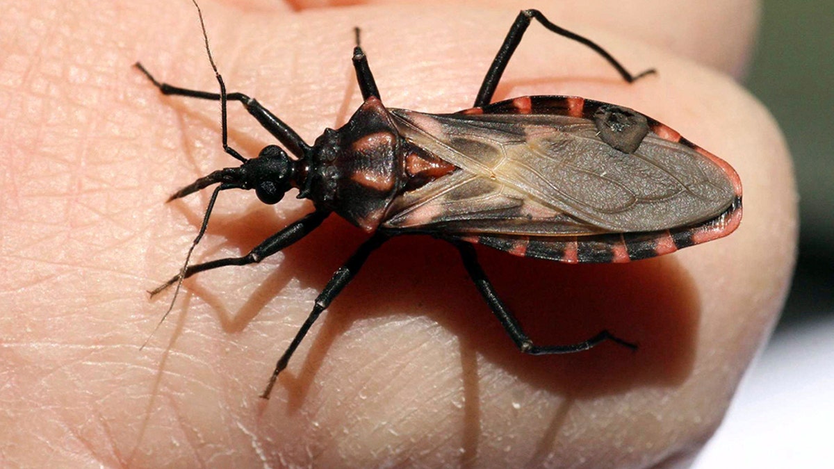 A Panstrongylus megistus insect sits on a finger in the Argentine province of Corrientes in this picture taken September 16, 2008. This bug, commonly known as Vinchuca in many rural areas spreads Chagas, a disease that originated in Latin America, is endemic to Argentina and has killed some 50,000 people worldwide. Argentina has sharply reduced poverty since the 2001-2002 crisis, and the economy is in its sixth year of strong growth, but health workers say they do not have the resources for prevention of poverty-related diseases such as Chagas, rabies and yellow fever in the poor northern region of the country. Picture taken September 16.  REUTERS/German Pomar (ARGENTINA) - GM1E4A40F5301