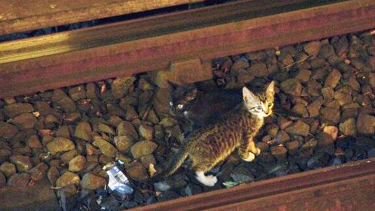 Kittens Stop Subway