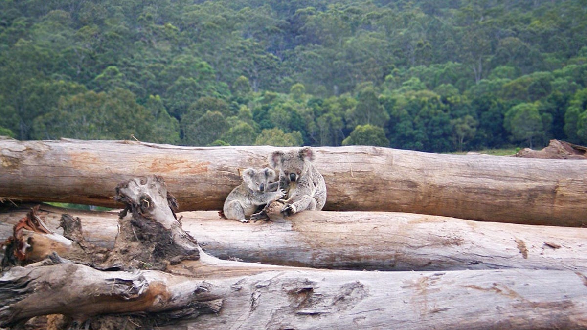 Koala WWF