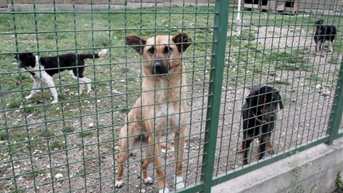 Kosovo Dog Culling