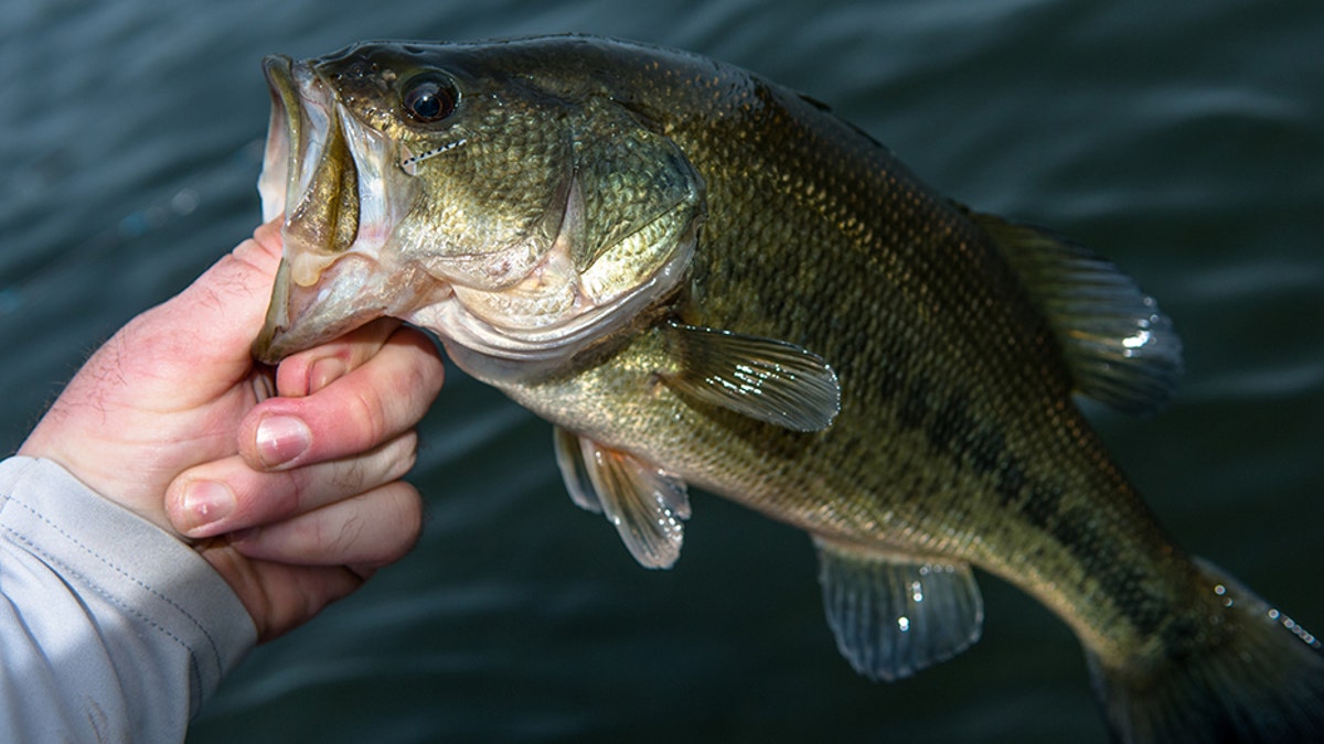 Large Mouth Bass