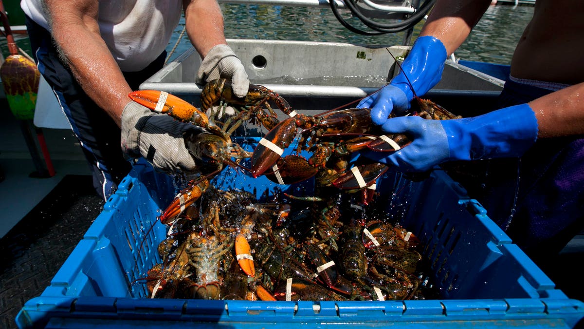 Lobster Protests