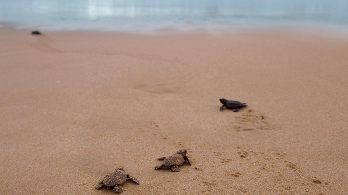 Newly hatched baby Loggerhead turtle toward the ocean