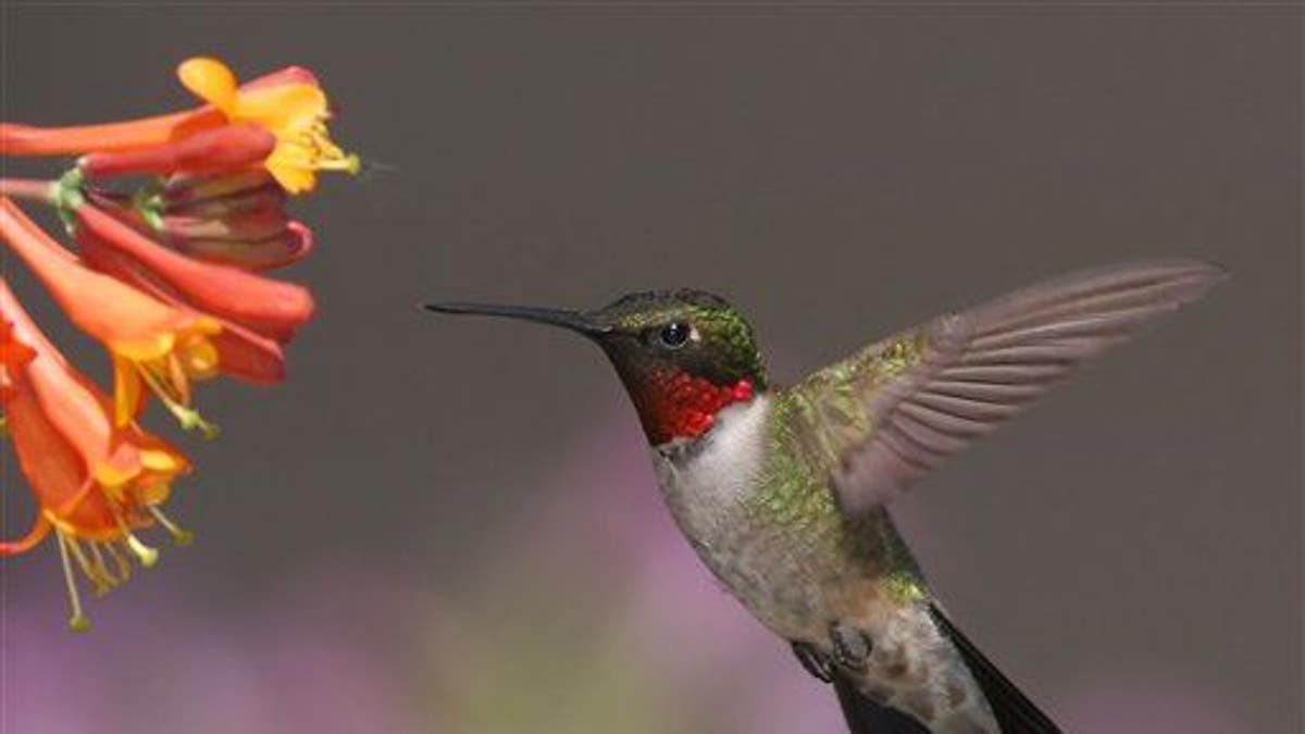 Hummingbird Migration