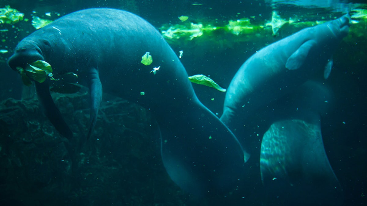 Manatees