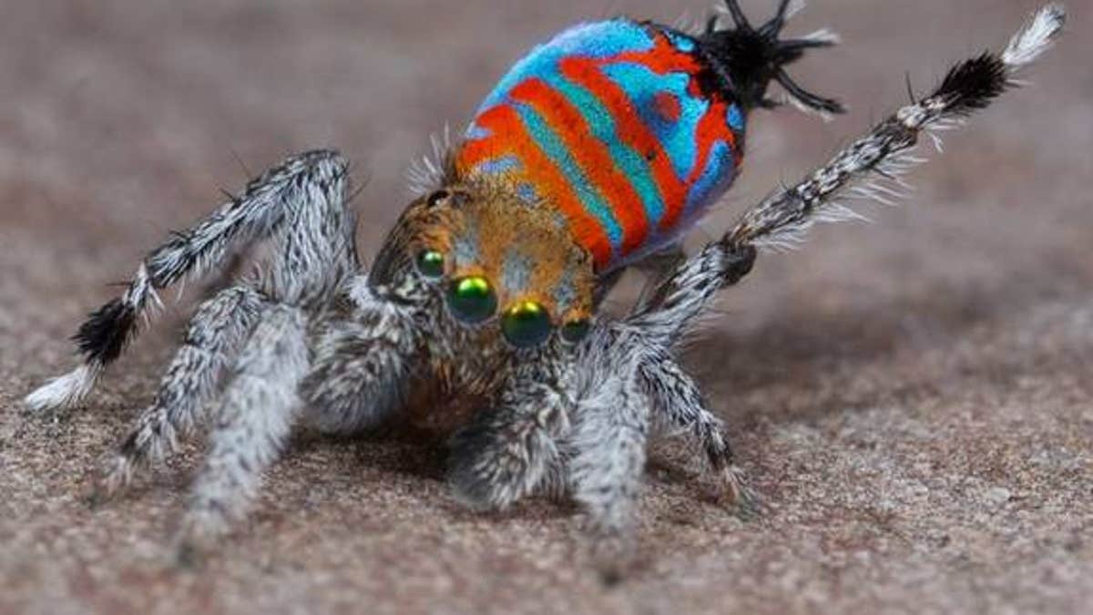 Tiny Dancers: Meet 7 New Peacock Spider Species