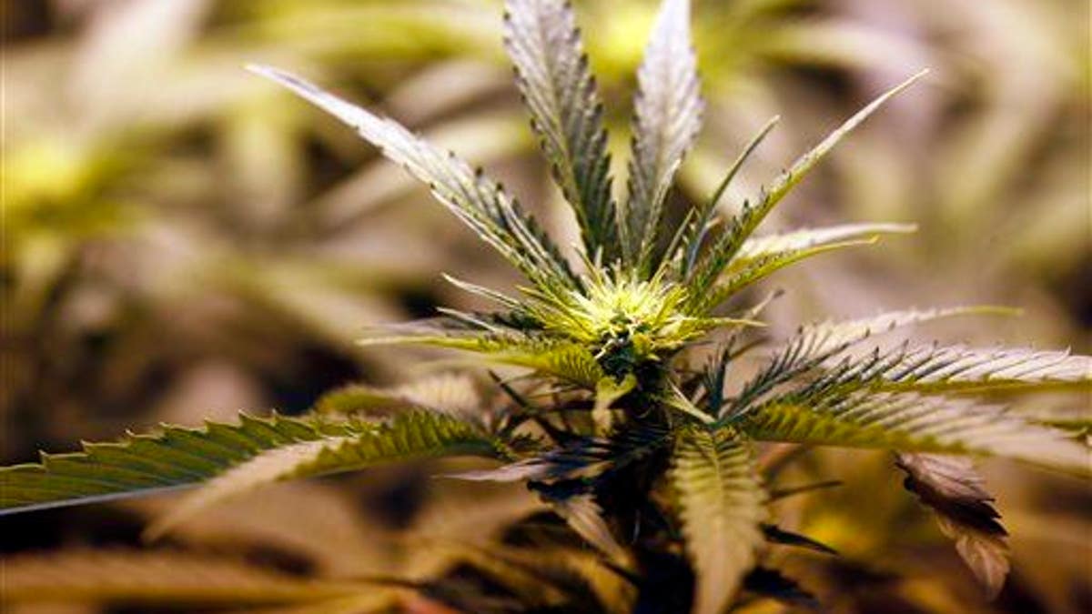 Colorado Marijuana Study