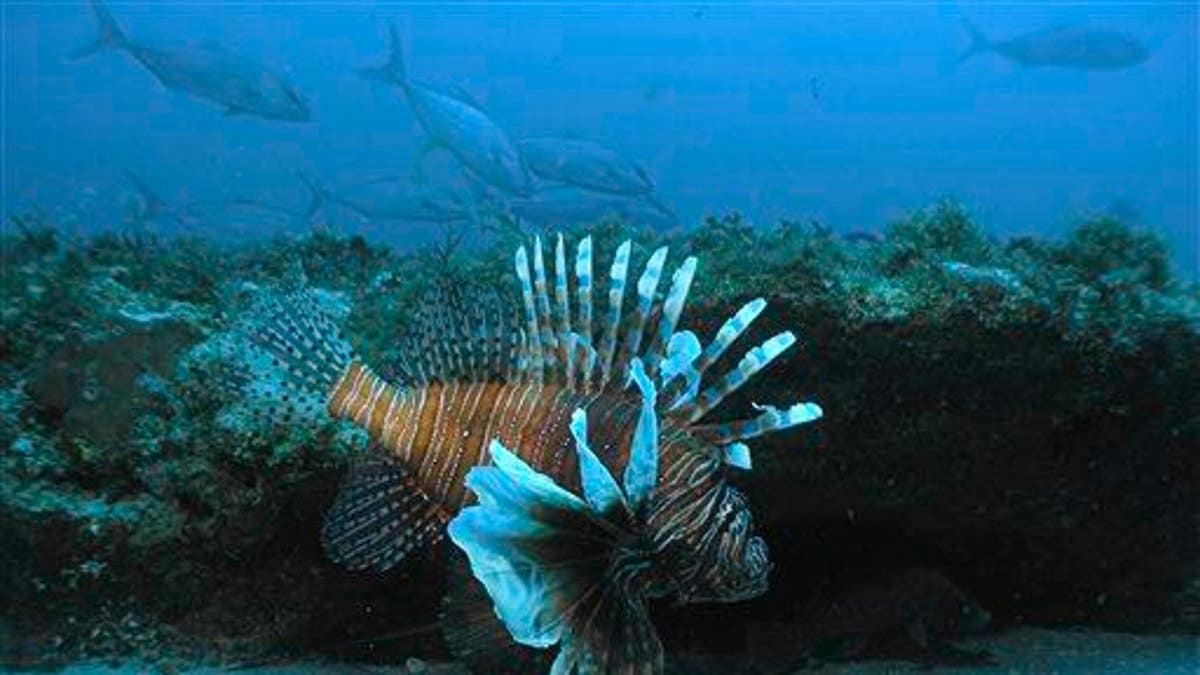 St. Maarten Lionfish
