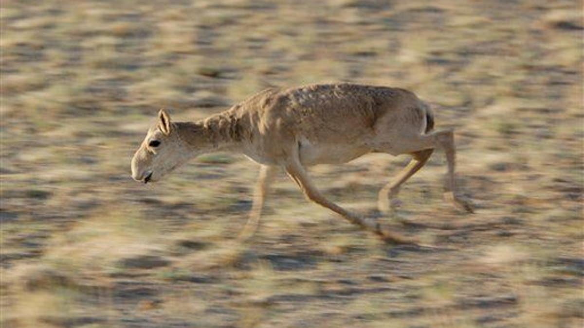 Mongolia Threatened Antelope
