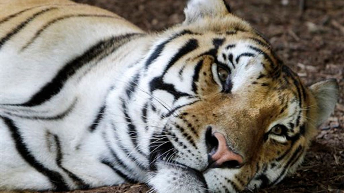 73de7c11-Exotic Pets