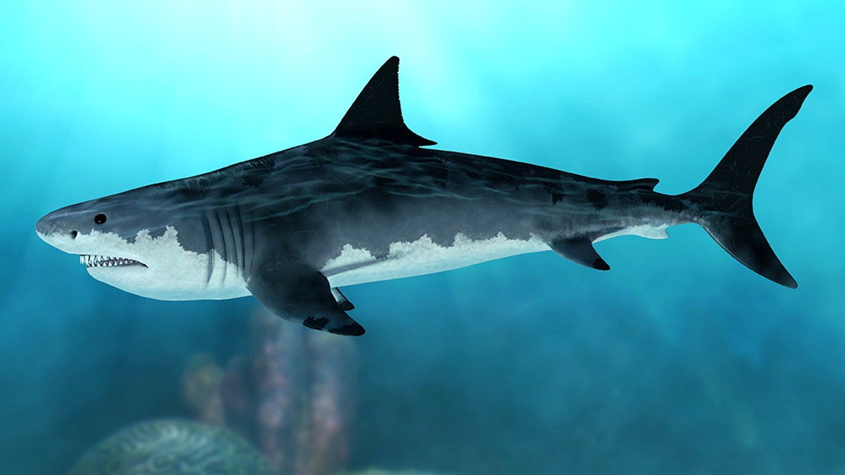 3D render of an extinct Megalodon shark in the seas of the Cenozoic Era