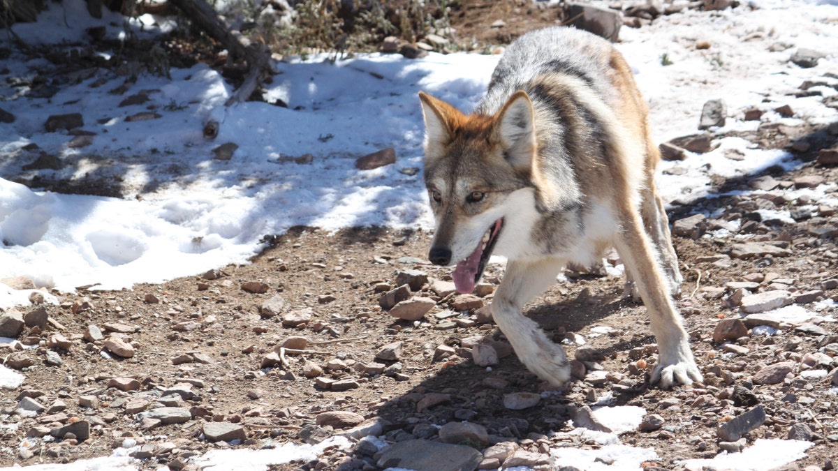 Endangered Wolves Taste