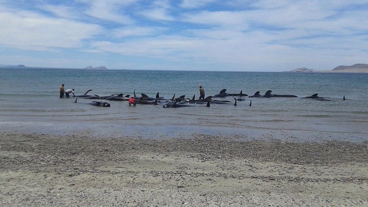 Mexico Beached Whales