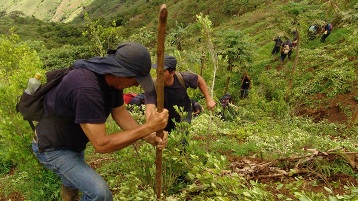 e35b42ef-COLOMBIA COCAINE ERADICATION