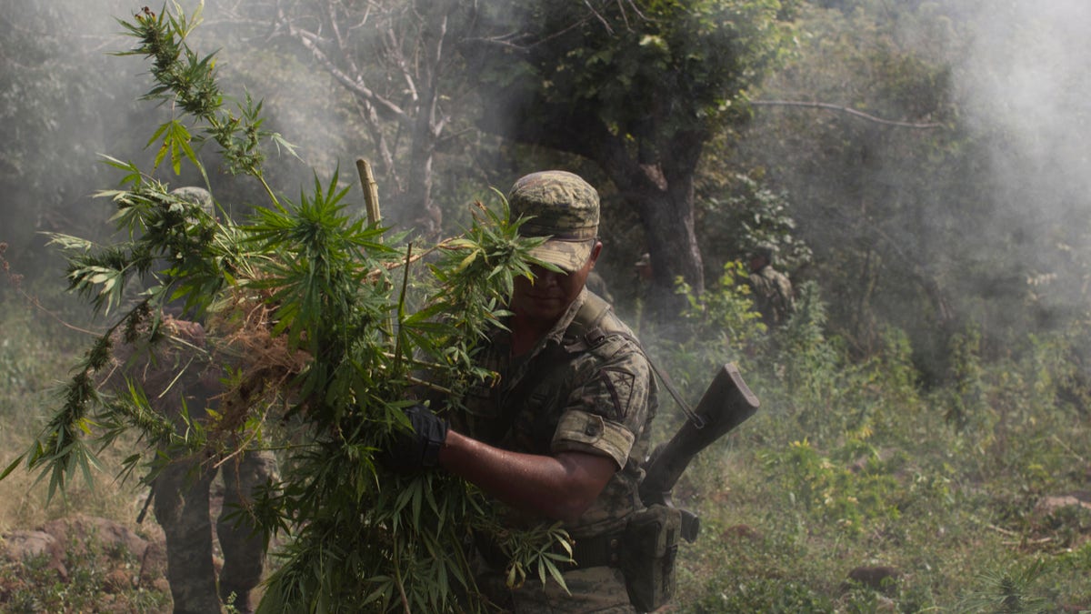 Mexico Drug War Cartel Country