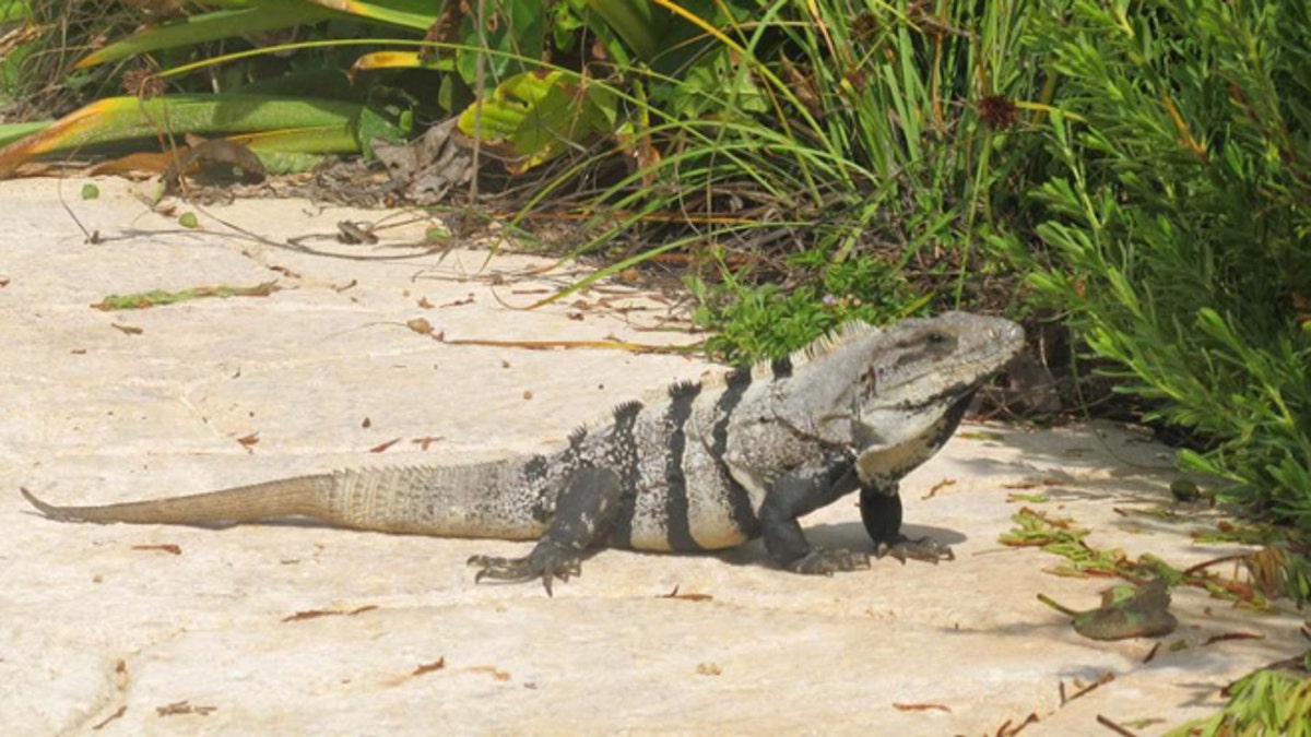 Mexico Iguanas Cooked