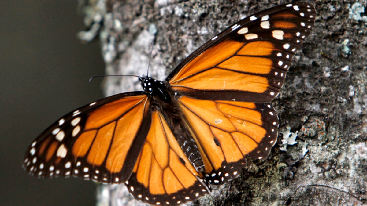 38fe4552-Mexico Monarch Butterflies