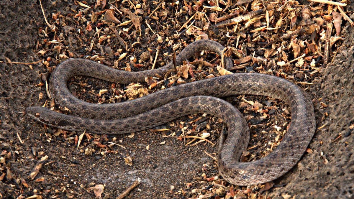 4f0717c1-Mexico Snake Rediscovered
