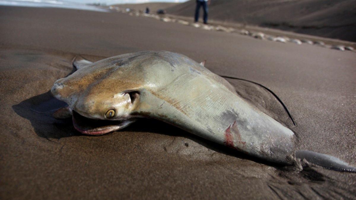 36b522c7-Mexico Dead Stingrays